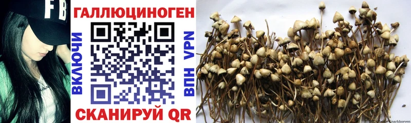 KRAKEN зеркало  Павловская  Псилоцибиновые грибы мицелий 
